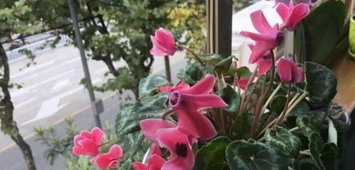 仙客来能开几年？一探仙客来花的寿命（仙客来盛开的时光有限，这些因素影响着它的生命）