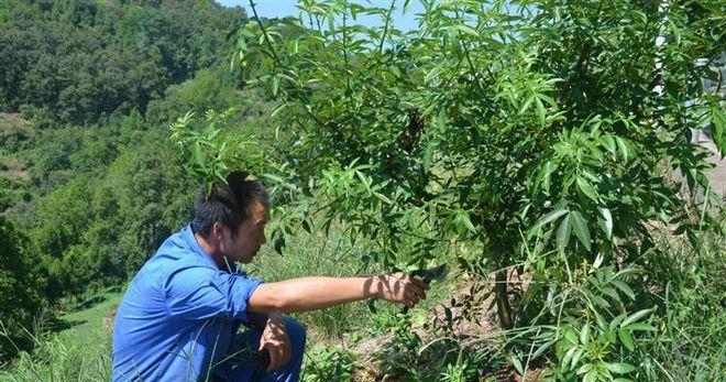 种植花椒树的全面指南（打造一个花香四溢的自家花椒园——花椒树的种植与养护）