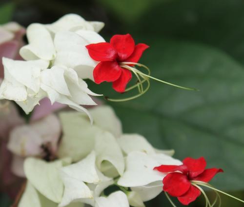 龙吐珠花的养殖方法（从土壤到灌溉，这些细节你都要注意！）