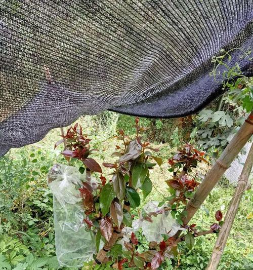 茶花钻孔嫁接技术详解（学习钻孔嫁接，让你的茶花更加美丽繁盛）