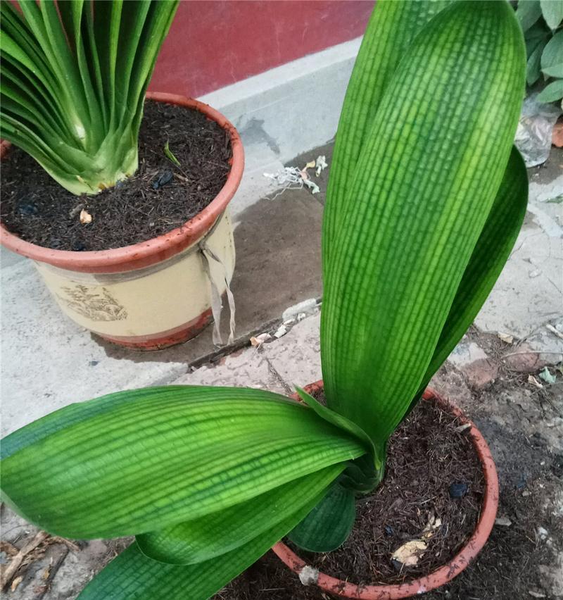 君子兰种子发芽全过程（如何种植君子兰种子，从发芽到开花全指南）