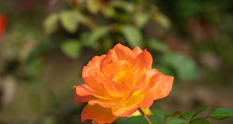 了解月季花的丰富品种（探索月季花的多样性与美丽魅力）