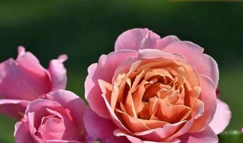 了解月季花的丰富品种（探索月季花的多样性与美丽魅力）