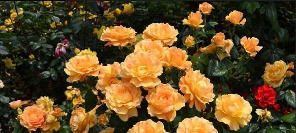 了解月季花的丰富品种（探索月季花的多样性与美丽魅力）