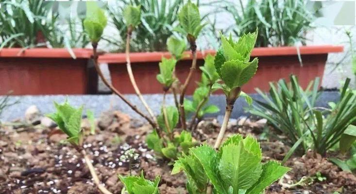 花草养护指南-适宜温度（打造理想花园，温度不可忽略；适温为生长之本）