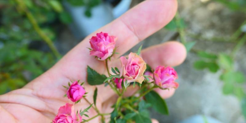 月季花种子快速萌发技巧（种植月季花种子的方法及注意事项）