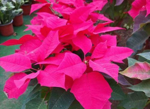 一品红花有毒吗？（毒性分析及安全使用建议）