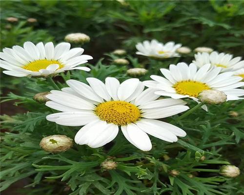 茼蒿菊的种植与养护（打造美丽花海，享受清新气息）