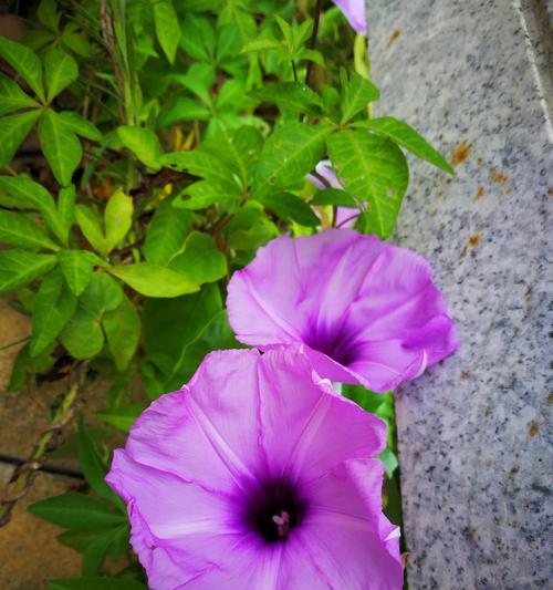 牵牛花秋天开花的秘密（探究牵牛花为何在秋天盛开，解开秋季花海的神秘面纱）
