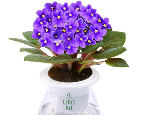 如何养护紫罗兰——详细养殖方法（从选购到花期，指南）