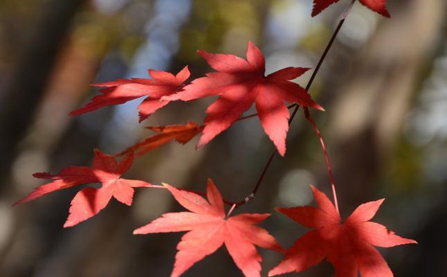 枫树叶的美丽与神奇（探秘枫树叶的形态、颜色及变化）