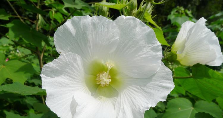 了解芙蓉花品种（探寻芙蓉花的多彩世界）