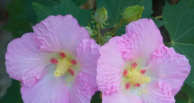 了解芙蓉花品种（探寻芙蓉花的多彩世界）