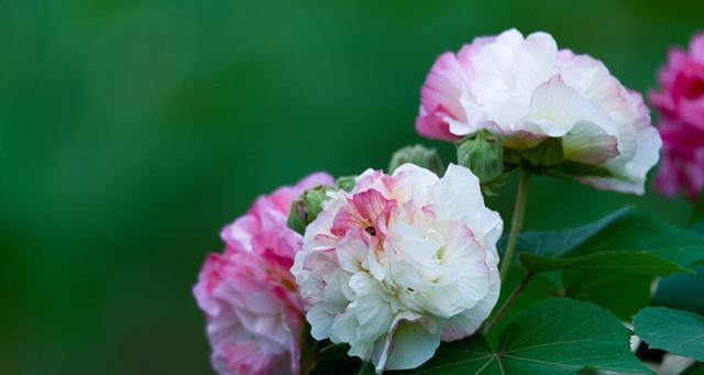 了解芙蓉花品种（探寻芙蓉花的多彩世界）
