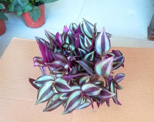 如何正确养护紫叶吊兰（紫叶吊兰的种植、施肥、浇水和修剪技巧）