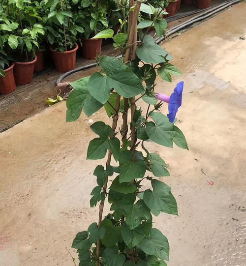 牵牛花养护指南（打造清新花海，从牵牛花开始）