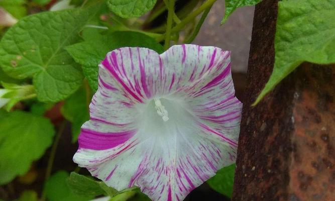 牵牛花养护指南（打造清新花海，从牵牛花开始）