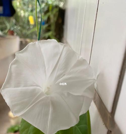 牵牛花养护指南（打造清新花海，从牵牛花开始）