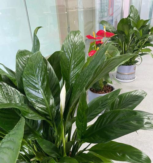 办公室绿植变黄原因剖析（寻找绿植枯黄的真相，救救你的小绿伙伴）