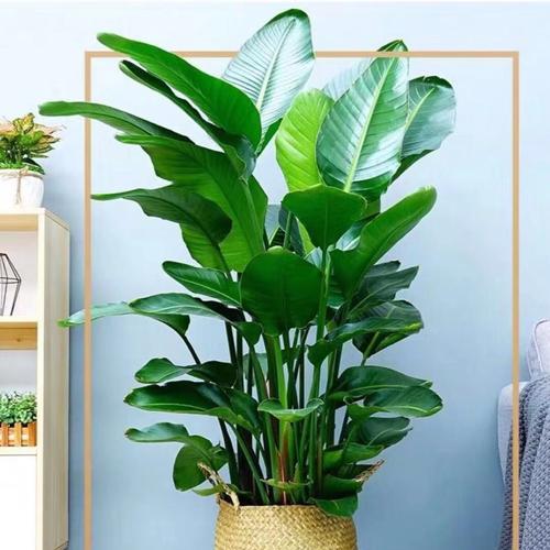 办公室绿植变黄原因剖析（寻找绿植枯黄的真相，救救你的小绿伙伴）