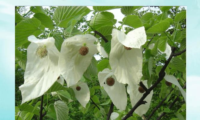 活化石之植物（深度探访银杏树的特殊魅力与保护意义）