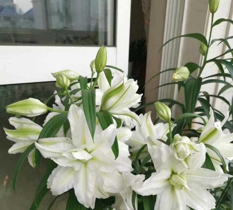百合花品种大全（探寻百合花的不同魅力）