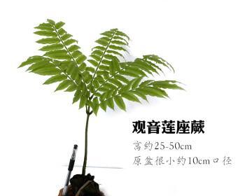 掌握蕨类植物养殖技巧（打造自己的蕨类花园）