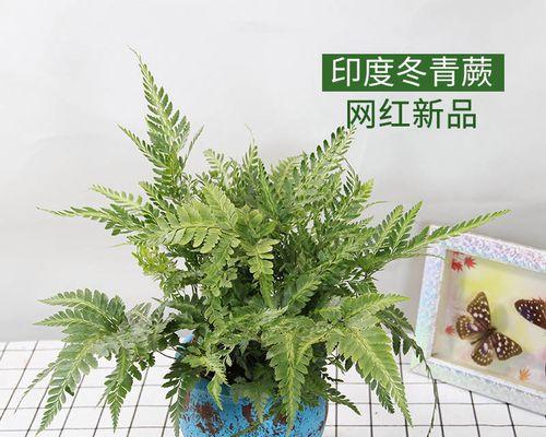 掌握蕨类植物养殖技巧（打造自己的蕨类花园）