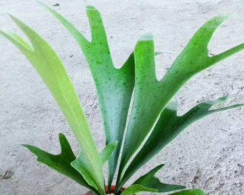 掌握蕨类植物养殖技巧（打造自己的蕨类花园）
