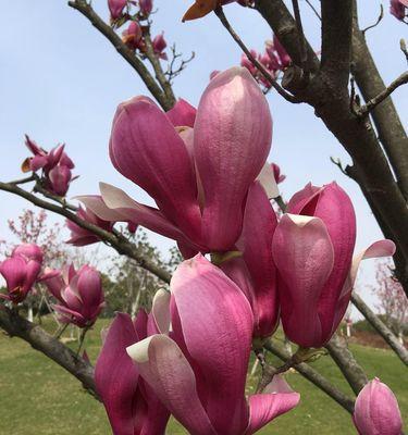 上海市花——白玉兰（探寻白玉兰的上海记忆）