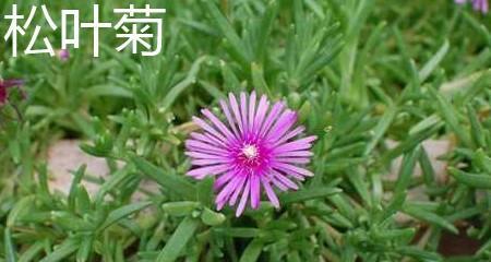 松叶菊养护指南（打造美丽庭院的秘诀）
