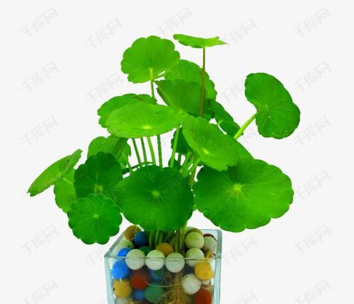 水培铜钱草叶子发黄的原因（探究水培铜钱草叶子发黄的原因，提供解决方法）