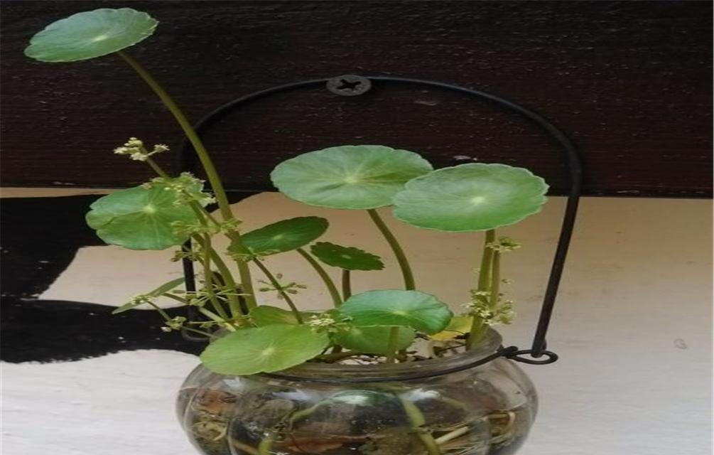 水培铜钱草叶子发黄的原因（探究水培铜钱草叶子发黄的原因，提供解决方法）