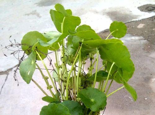 水培铜钱草叶子发黄的原因（探究水培铜钱草叶子发黄的原因，提供解决方法）