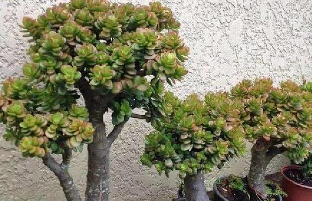 玉树茎腐病（原因、症状、防治）