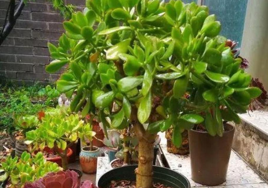 玉树茎腐病（原因、症状、防治）