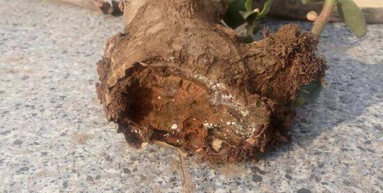 玉树茎腐病（原因、症状、防治）