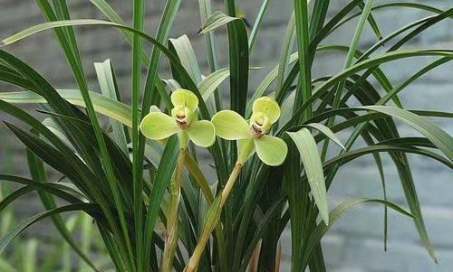 新手养兰花指南（从零开始，轻松掌握兰花养护技巧）