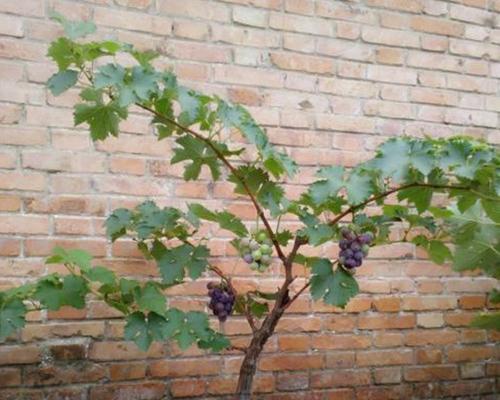 盆栽葡萄种植技术与管理（在家种植葡萄的技巧与经验分享）