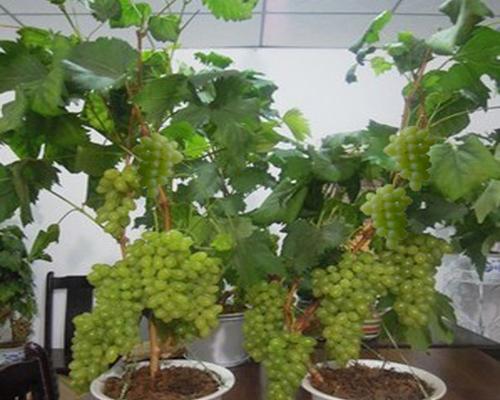 盆栽葡萄种植技术与管理（在家种植葡萄的技巧与经验分享）