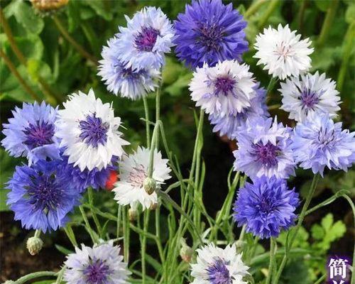如何养护矢车菊花（打造绚丽多彩的矢车菊花园）