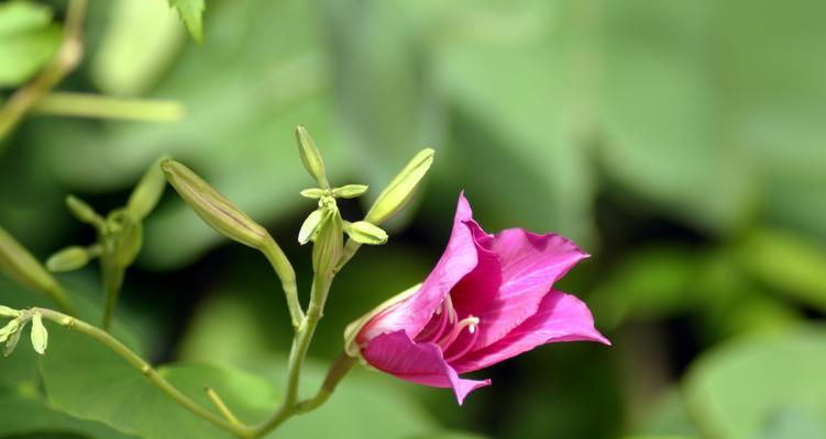 秋季盛放的花海（迎接秋季的鲜花盛宴）