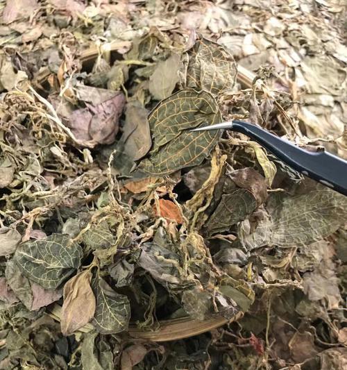 金线莲的种植方法（从栽培到繁殖，让你轻松种活金线莲）