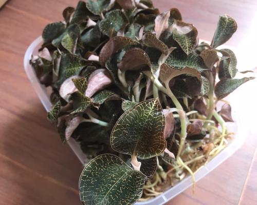金线莲的种植方法（从栽培到繁殖，让你轻松种活金线莲）