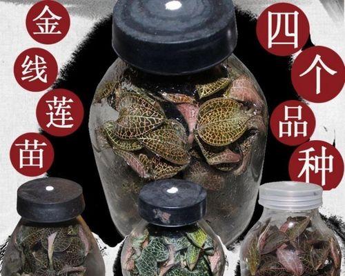 金线莲的种植方法（从栽培到繁殖，让你轻松种活金线莲）