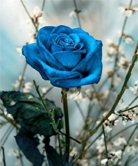 蓝玫瑰的寓意和象征（探究蓝玫瑰所代表的深刻含义）