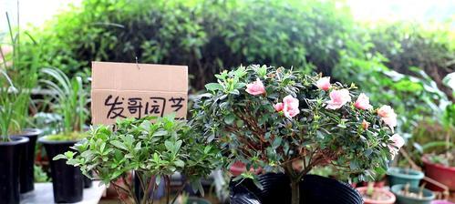 杜鹃花怎么浇水？（细节决定成败——杜鹃花浇水方法详解。）