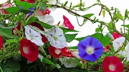 牵牛花的特点剖析（探究牵牛花的生长环境、形态特征和栽培技巧）