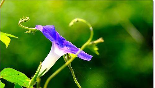 牵牛花的特点剖析（探究牵牛花的生长环境、形态特征和栽培技巧）
