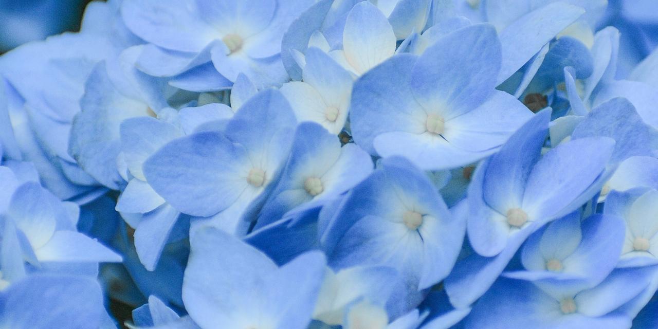 蓝色绣球花的寓意与意义（探寻蓝色绣球花的美丽传说与象征意义）